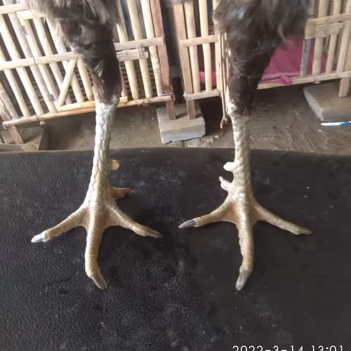 Item #103224514813489058861169925516490363188094921324422639618095811709834140581889 Media