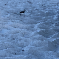 Free Bird #2
