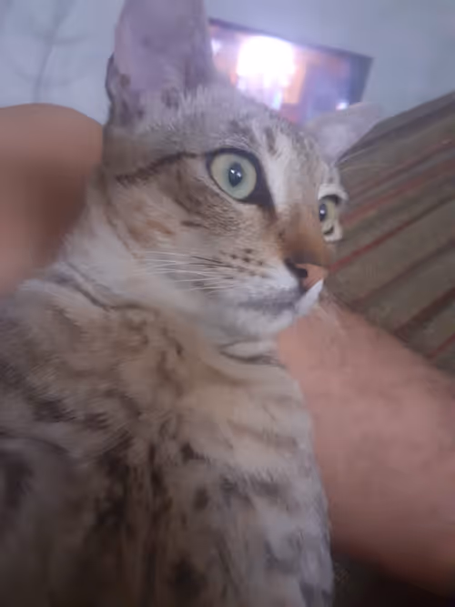 Item #4206968959528382267850550168117913088191590325513865346546053394539225284609 Media