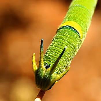 28768809638203180529310895401808778562039379170180360766207551190545488412673