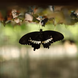 butterfly#5