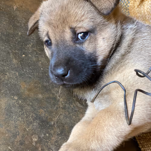 dingo sad