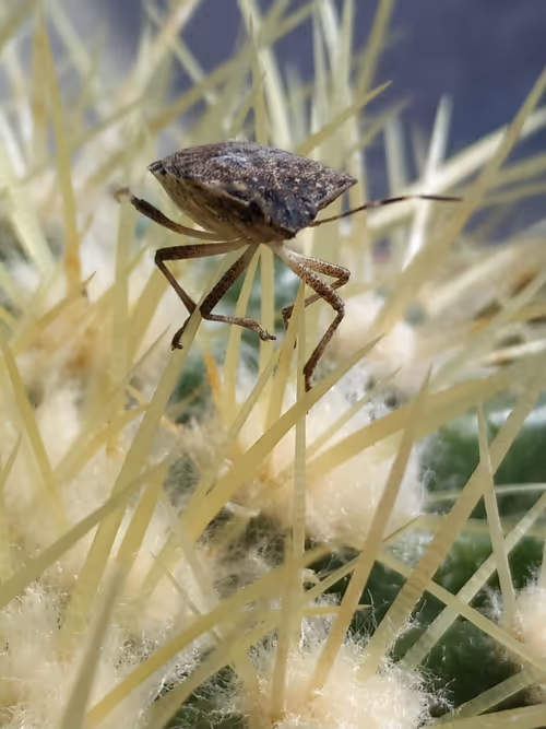 Item #43450460665703130450784044159327353090480205324374058200503741191919824273409 Media