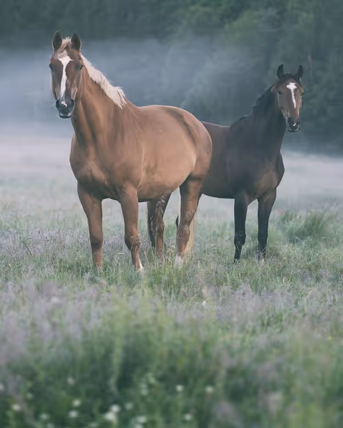 Item #2468119463308914702005443652102614178506533567319377457804557039455338233857 Media