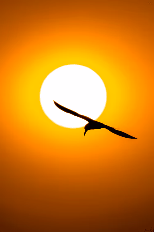 Item #61684684013370051227163866082320023750896296023852719411798081132519497924658 Media