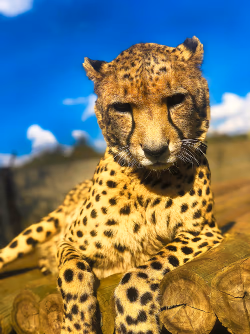 Item #61384308037220340941536659537637409353443762438146533444370787538328528879617 Media