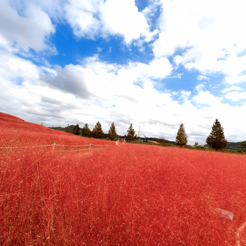 Untitled Collection #517534792