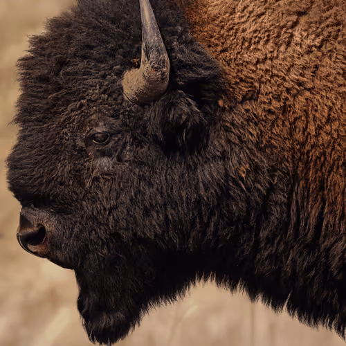 Yellowstone #0 - The Bison King