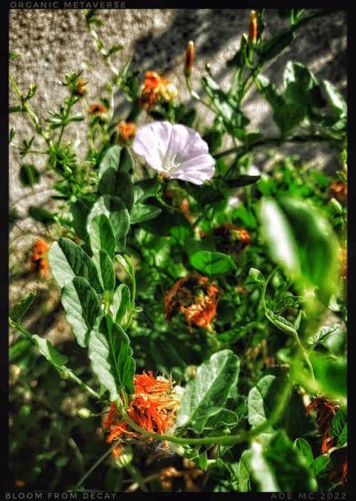 Item #3787080761074609709675817509753112159059746763483256848434353755708501000193 Media