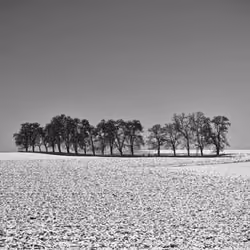 Island of Trees in Winter Black and White Edition #1 of 1