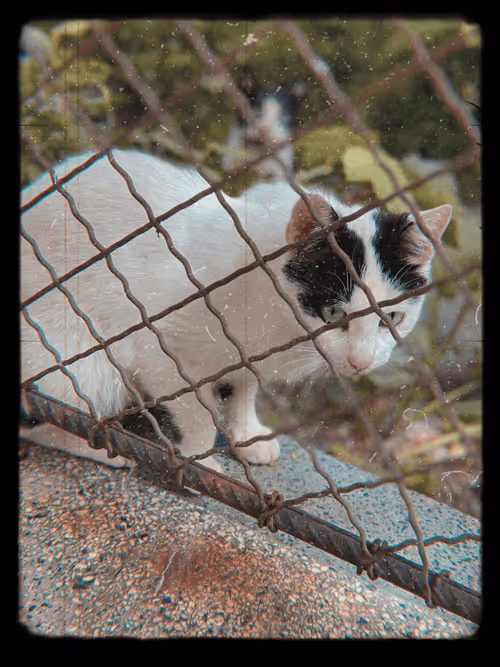 Item #102650025238985064889532626323507420633017859616961165632132730419096640815105 Media