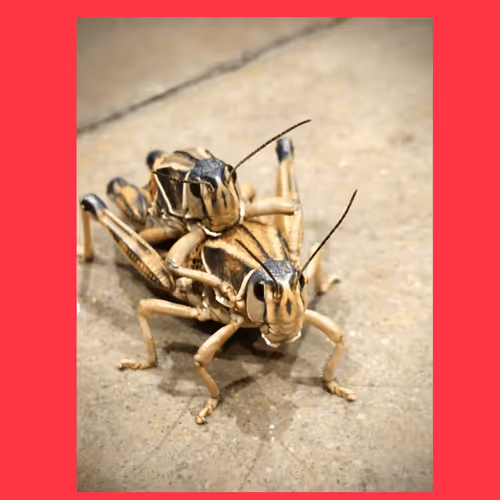 Item #111445205999481533169073477275871322289148374511979527118756874176845718749185 Media