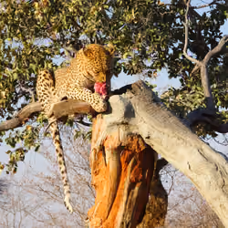 Leopard Namibia