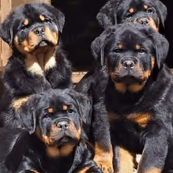 dog abc