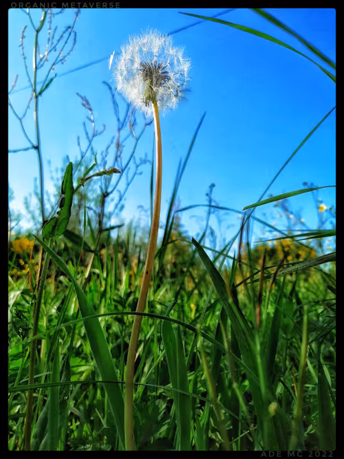 Item #3787080761074609709675817509753112159059746763483256848434353738116314955777 Media