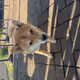 35269128932634137103618031001197649403573895674890979851227654943272769421313