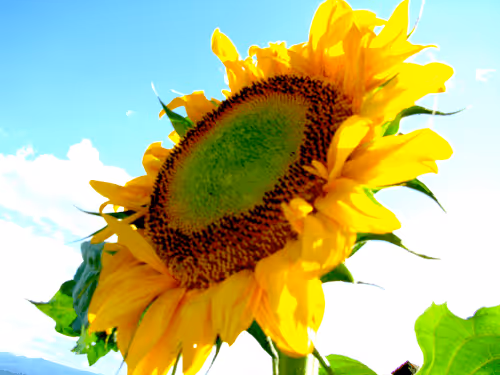 Item #52976950402654845118346719408738568385707735523303187800578383972990015504385 Media