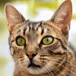 106393158711752592444527764053332067386103257112262188176365274652522569531393