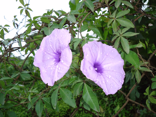 NFTKingAmj Collection