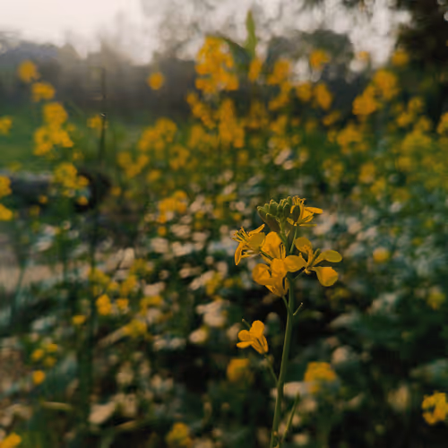 Item #67992331650723614361703023374283579868266072419832795467838943493372533276673 Media