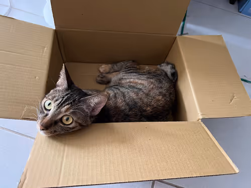 Untitled Collection #50500589