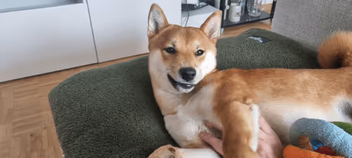 Item #51858709847349082355477028651242767391039160802379825665602477050080297746433 Media