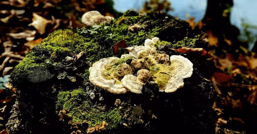 Item #69005224878913651181374632274642987681947640705852691183250276316293386731521 Media