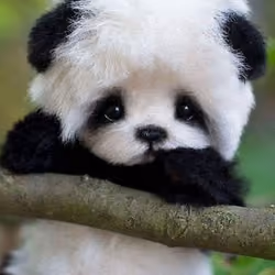 pandabay