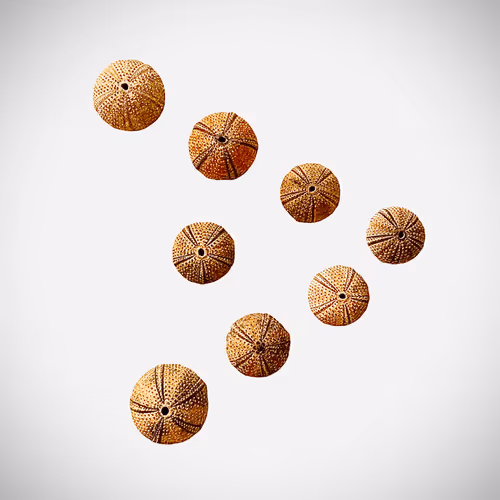 Item #57012258721401281048246825432917768637027078102532245265584664293898578821121 Media