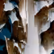 51372590172592945008790346013624227516828110906600649108463420606469111808001