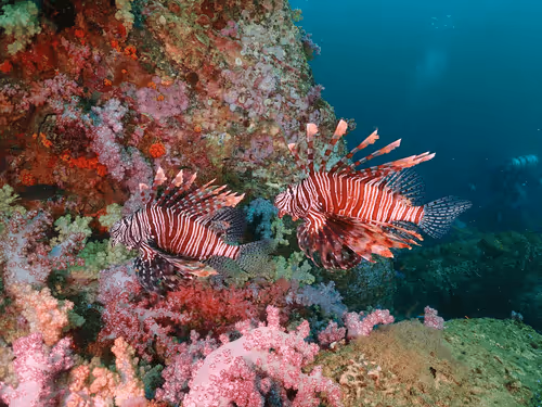 Underwater Unseen Thailand