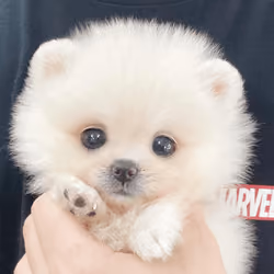 puppy