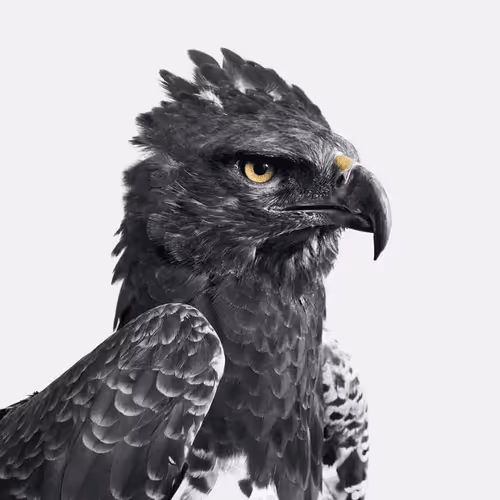 eagle
