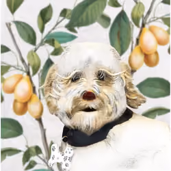 Snowball