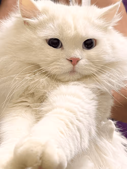 Item #37873097322341576787290515243064773306531845255761426927541843347214562230273 Media