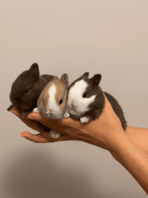 Item #54593652383459731767777383320415424164820202733853921615926635510128172859393 Media