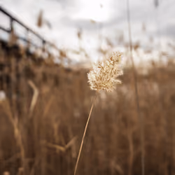 Bokeh seed flower