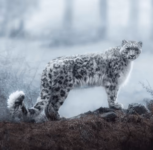 Item #111720498439543911892778838085242656702345268636486445460070760183252176076801 Media