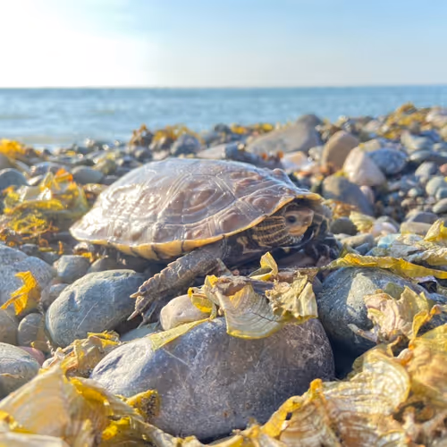 Untitled Collection #254882149