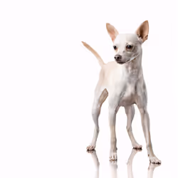 39267609400351157350082818508963900481325606176986545385386430951969672658945