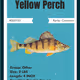 Yellow Perch
