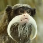 Item #45594647201663347778086533366212020564774309010196825968467676413015906844673 Media