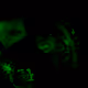 113583439114357483539195047925185595689954758206571382716338777443468291604481