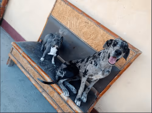 Item #32237202173720727343948986965561335091197107318394763909165930982506422599681 Media