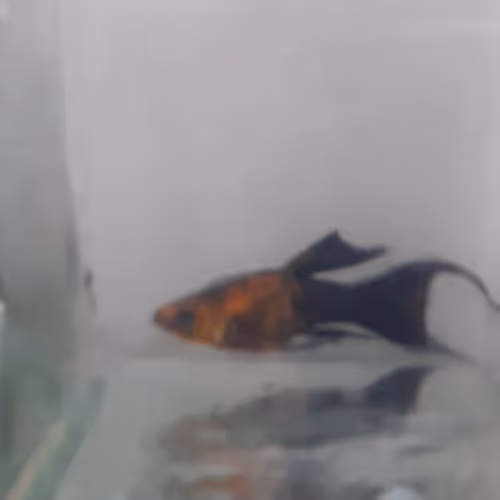 Item #90101804802764865657828771730034608216277655542209361729494176615863110598657 Media