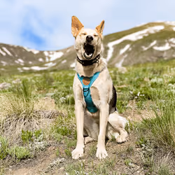 93545033271846001454118804230311667247513649279000342993662872578190622064641