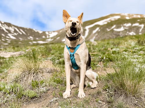 93545033271846001454118804230311667247513649279000342993662872578190622064641