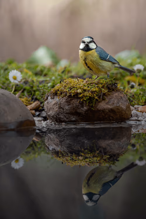 Item #38006684461224465917744573085868649035437004493316606484054115431382341648385 Media