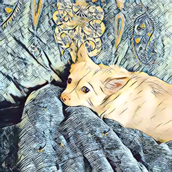 sleepy dog 2 ( chihuahua )