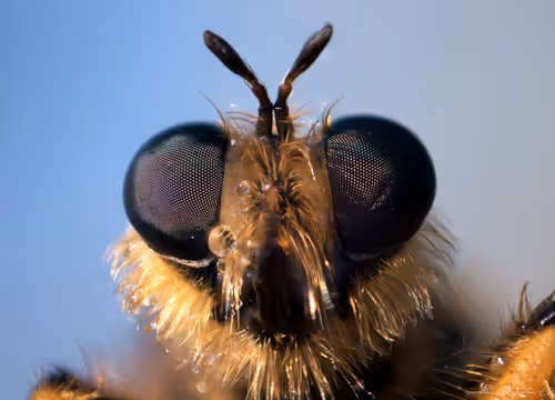 Item #71581581597643149467168648258107612895954652737946138187853336686632166752257 Media